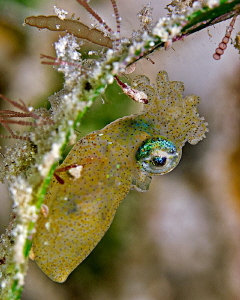Cute Little - Very Hungry- Pygmy Squid by Henry Jager 